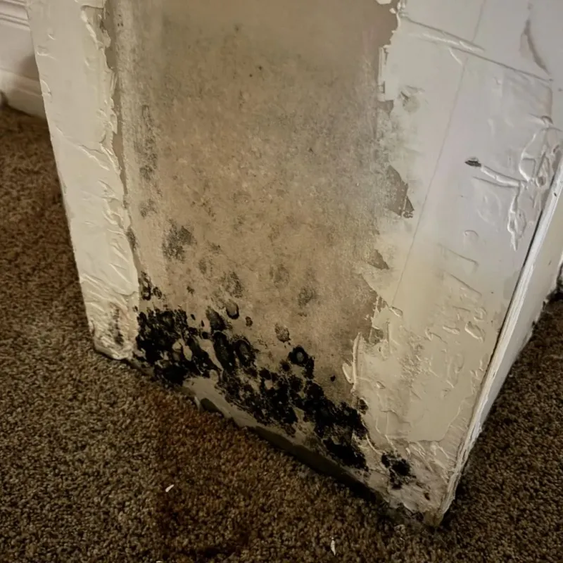 Professional Mold Removal in McQueeney, TX